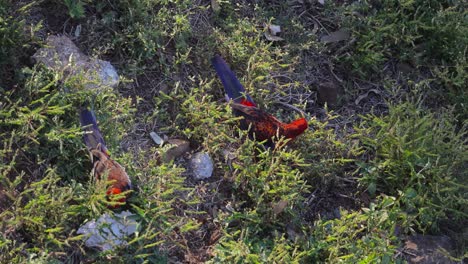 crimson rosella foraging in lush greenery