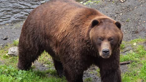 brown bear walking out from the river, alaska