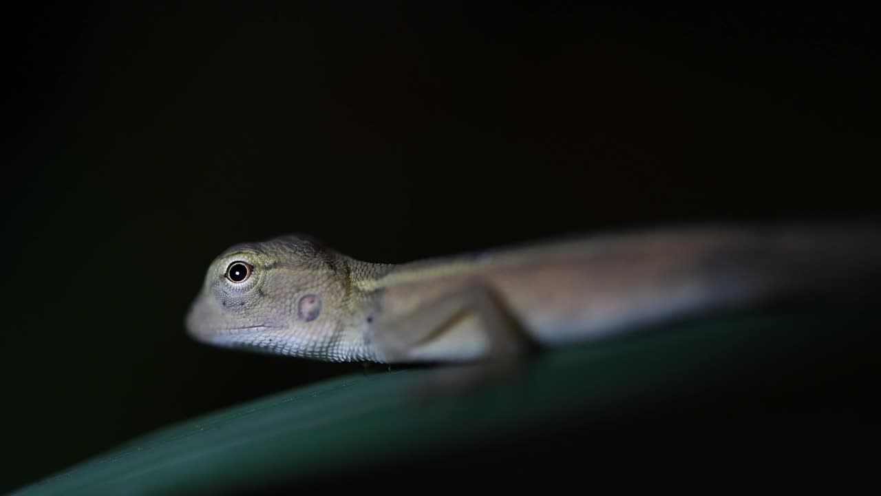 el lagarto de jardín oriental también se llama lagarto de jardín oriental, chupasangre y lagarto cambiable
