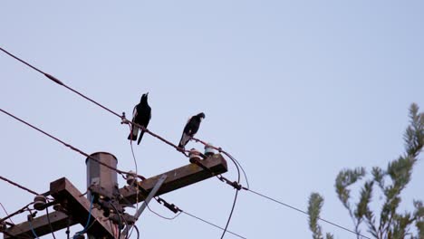 two magpies perch atop a power pole, scanning the canberra neighborhood under the soft glow of the setting sun.