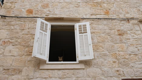 adorable gato junto a la ventana abierta de una casa con pared exterior de piedra en vis, croacia