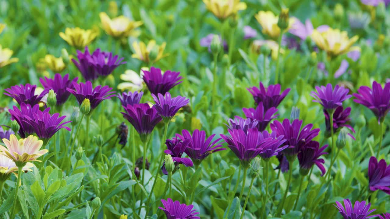 Gentle camera pan over blooming purple and yellow flowers in lush Amsterdam garden, natural daylight