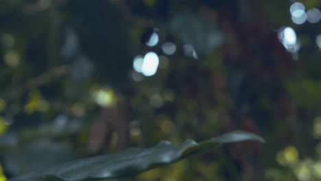 butterfly perches delicately on leaf before spreading its wings to take off