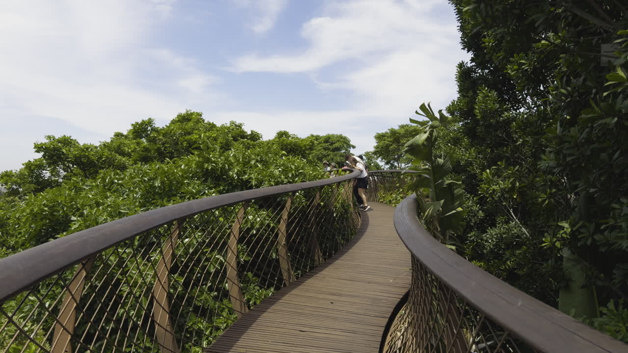 남아프리카 공화국 케이프타운에 있는 키르스텐보시 국립 식물원 (kirstenbosch national botanical garden) 의 경치의 놀라운 아름다움을 보기 위해 나무 꼭대기 가노피 산책.