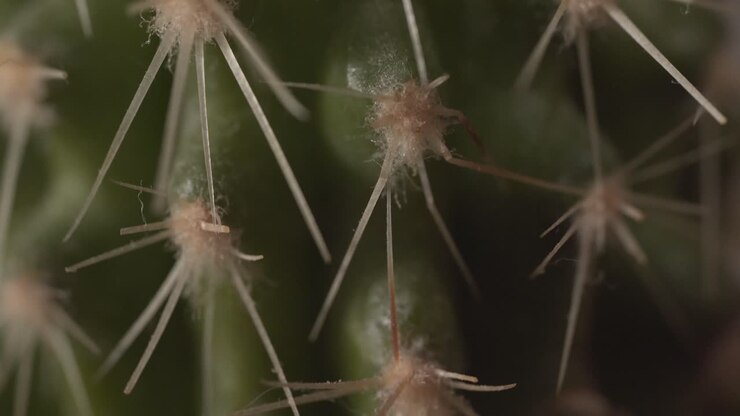 Close macro view of green cactus spines covered with dust