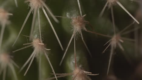 Close-macro-view-of-green-cactus-spines-covered-with-dust