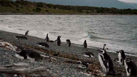 Magellanic-Penguins-On-The-Beach-In-Isla-Martillo,-Tierra-del-Fuego,-Argentina---Wide-Shot