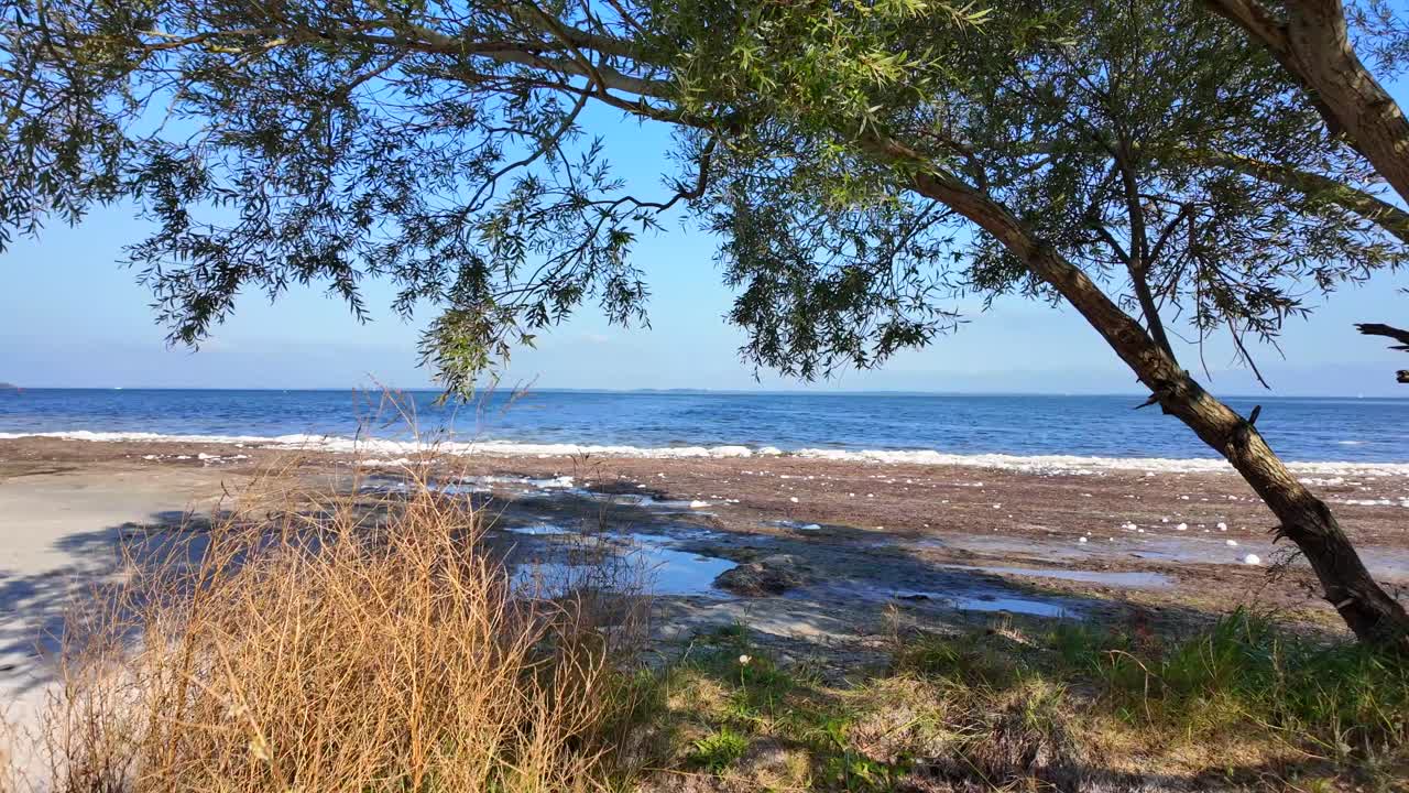 look through tree and reeds to sea 4k 60fps slow motion