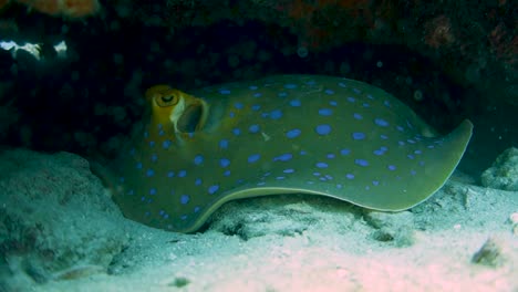 blue-spotted ribbontail ray hides under a rock overhang on a coral reef and uses his mouth to blow sand around while looking for prey