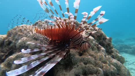 Roter-Rotfeuerfisch-Unter-Wasser-Aus-Nächster-Nähe