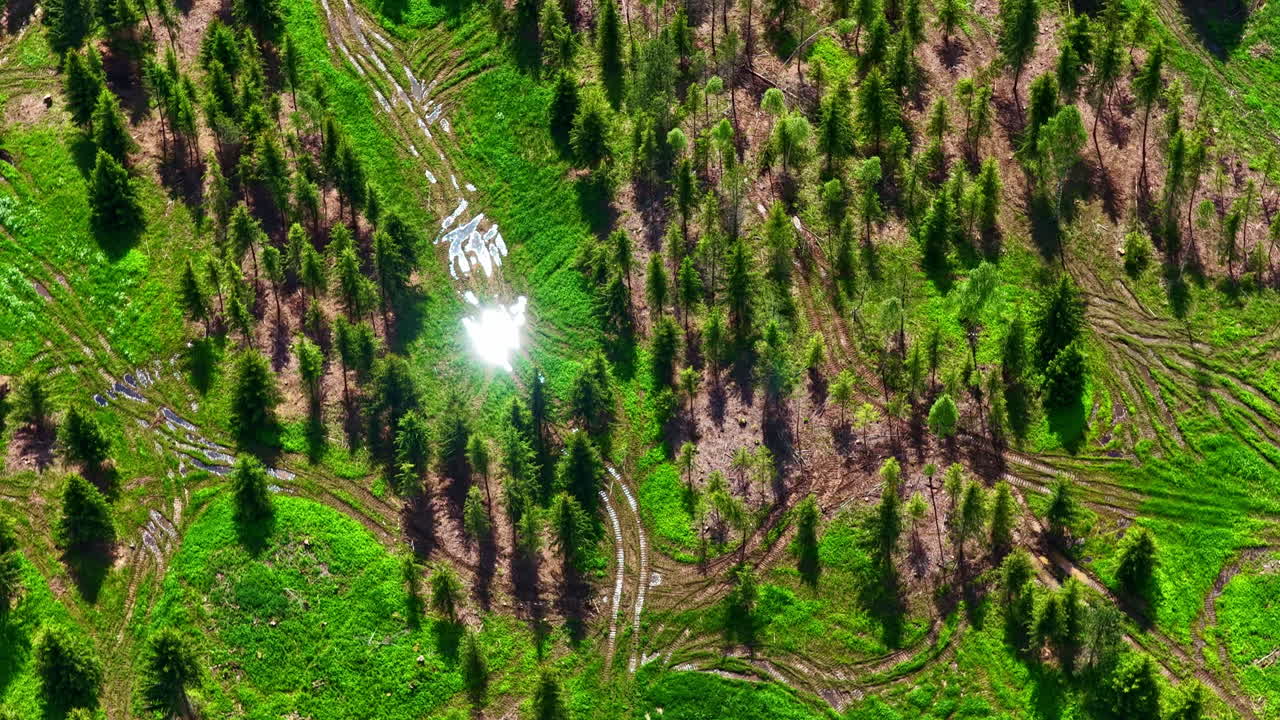 A top-down drone shot reveals numerous car tire treads filled with water in a clearing amongst a dense green pine forest, creating interesting patterns on the ground