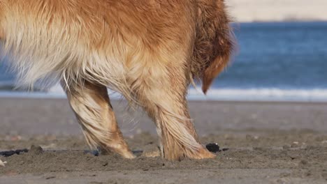 Golden-Retriever-Gräbt-Auf-Dem-Sand-Eines-Wunderschönen-Strandes,-Zeitlupe