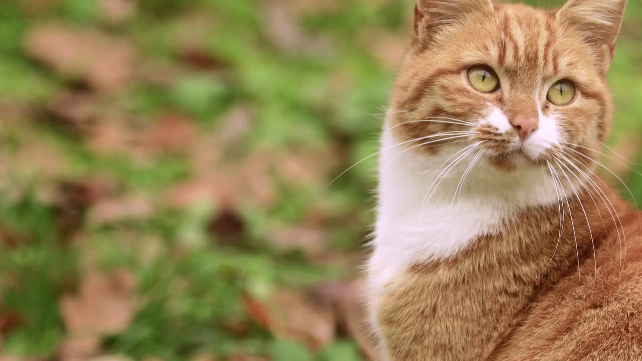 Primo piano di un'attenta giovane gatta arancione seduta pazientemente nella vegetazione del giardino, con le orecchie che si muovono per ascoltare ogni suono, guardando verso ciò che sente e poi dritta verso la telecamera.