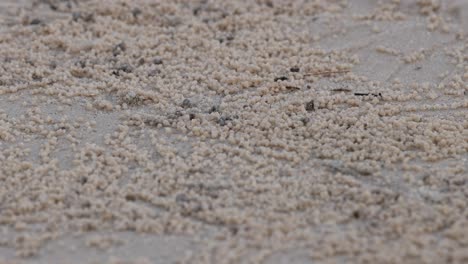 time-lapse of ants moving in a line on ground