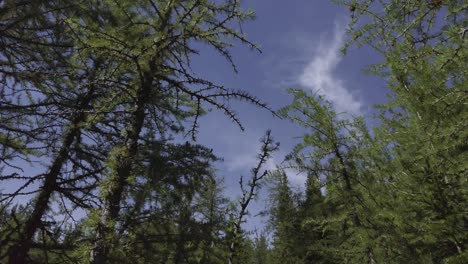 Pinienkronen-Mit-Blauem-Himmel-Low-Angle-Rockies-Kananaskis-Alberta-Kanada