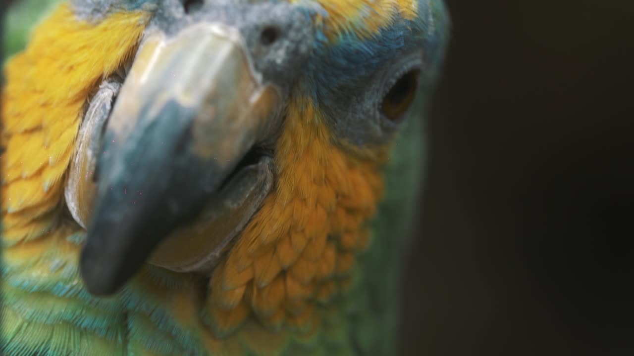 Colorful Parrots eye detail macro close -up view in slow motion, shot in Ecuador, south america