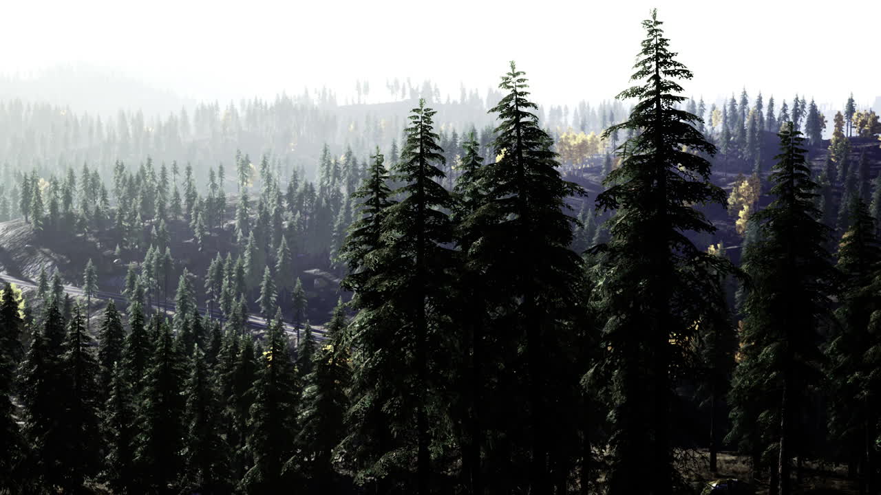 Lush green forest landscape with misty mountains in the background at dawn