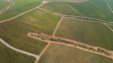 Gire-Cuesta-Abajo-Sobre-Un-Viñedo-En-El-Valle-De-Leyda,-Chile-En-Una-Mañana-Nublada