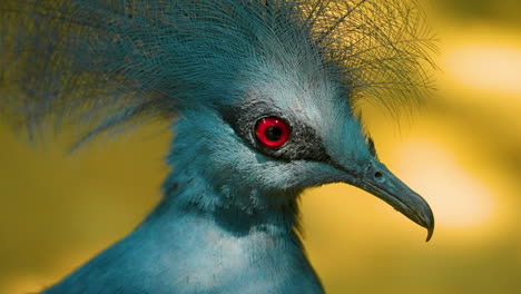 close-up portrait of a handsome blue victoria crowned pigeon bird