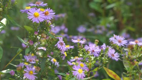 las flores púrpuras - aster glauco