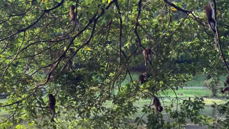 playful long-tailed macaques playing on the trees in macritchie reservoir, singapore