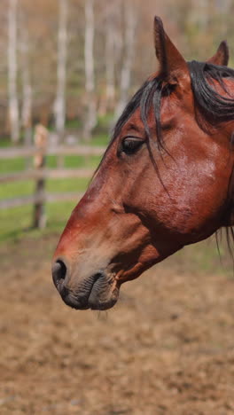 chestnut horse with black loose mane stands on paddock ground with simple fence closeup. expensive equine animal at countryside on autumn day