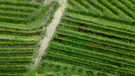 Organic-Crops-Growing-in-Green-Agriculture-Farmland-Fields,-Slovenia---Aerial-Drone-Top-Down-Bird's-Eye-View