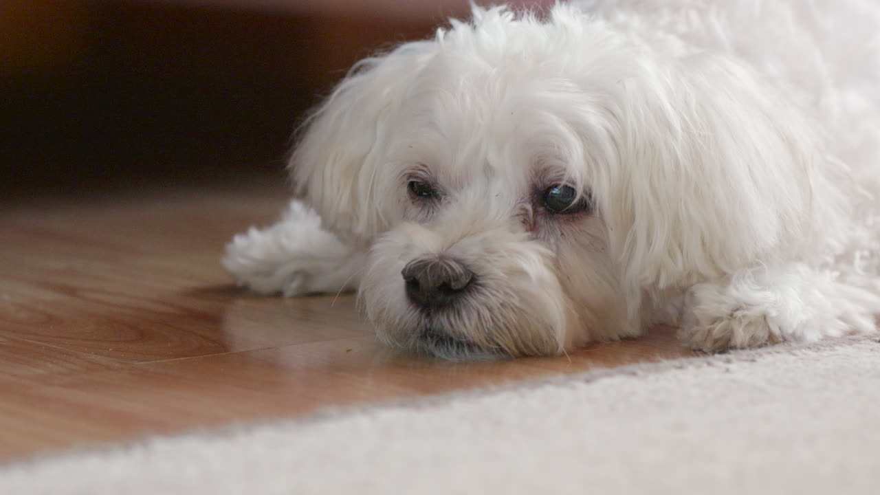 White dog resting on floor with zoom-in effect