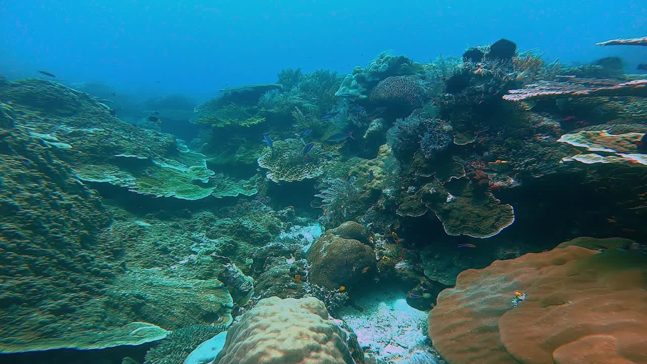 un hermoso jardín de coral con grandes estructuras de coral y corales blandos ondeando en la corriente de oleaje