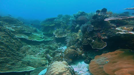 Un-Hermoso-Jardín-De-Coral-Con-Grandes-Estructuras-De-Coral-Y-Corales-Blandos-Ondeando-En-La-Corriente-De-Oleaje