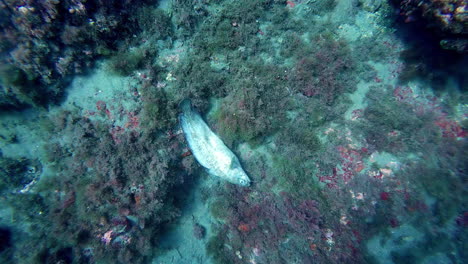 Underwater-slow-motion-shot-of-a-dead-fish-lying-on-a-coral-reef