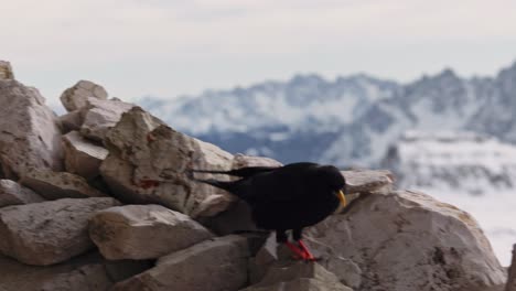 pájaro negro sentado en la roca y la piedra con la cordillera en el fondo