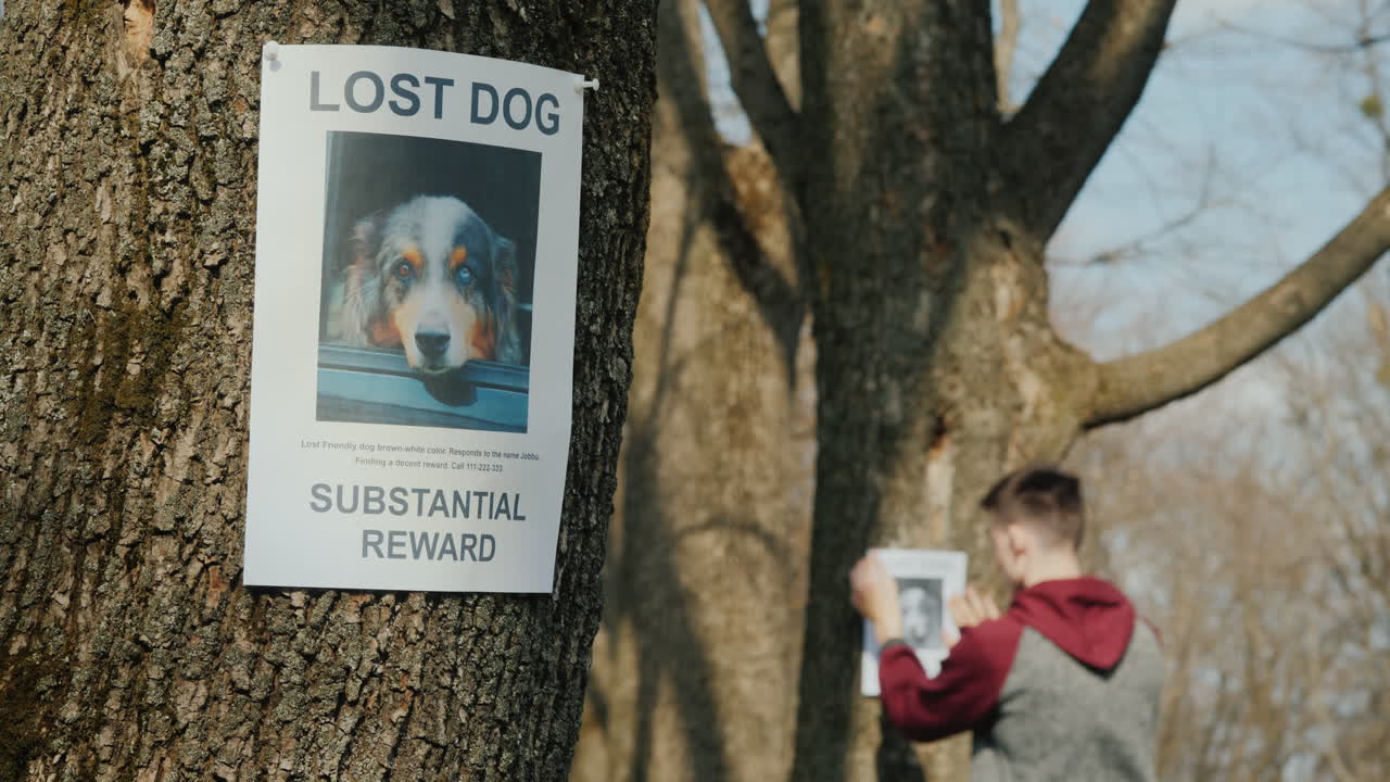 배경에 실종된 개에 대한 전단지 실종된 애완동물과 동물 추적 포스터를 붙이는 남자