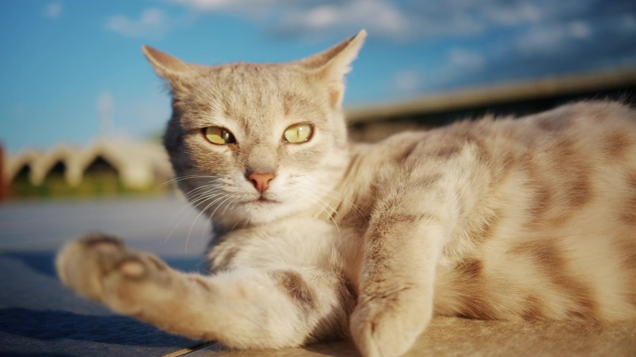 Un gatto dal pelo chiaro è sdraiato comodamente sulle piastrelle del cortile, mentre si pulisce sotto la calda luce del sole pomeridiano.