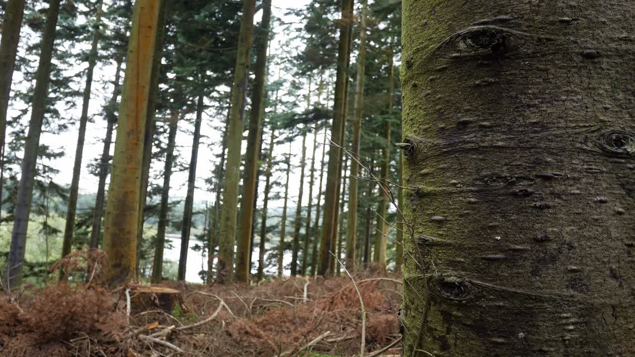 густой лес лесное хозяйство дикая природа лесозаготовка вырубка леса близко к стволу куколка медленно слева