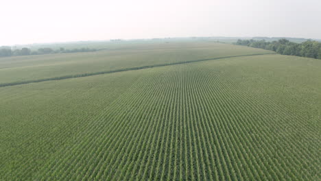 La-Cámara-Avanza-Sobre-Los-Campos-De-Maíz-En-Des-Moines,-Ia