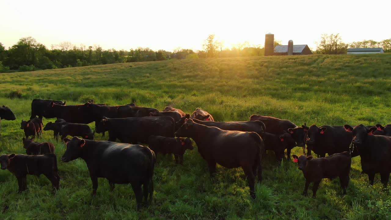 producción de carne, antena sobre ganado de carne angus alimentado con pasto en pradera, granja y puesta de sol en la distancia
