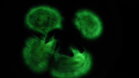 Hellgrün-Leuchtendes-Biolumineszierendes-Myzel-Des-Holzfäulepilzes-Panellus-Stipticus