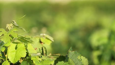 insect moving on vineyard leaves in france