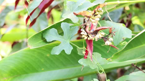 insectos que interactúan en una planta vibrante