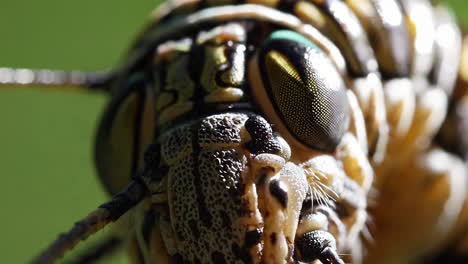 close-up of an insect