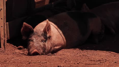 pig lying down, occasionally looking around