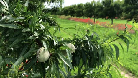 Almond-trees-and-poppies-with-windmill-in-the-background