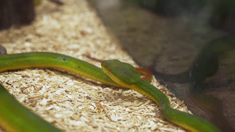 Slithering-inside-its-terrarium,-a-white-lipped-viper-moves-from-the-right-and-slightly-to-the-left