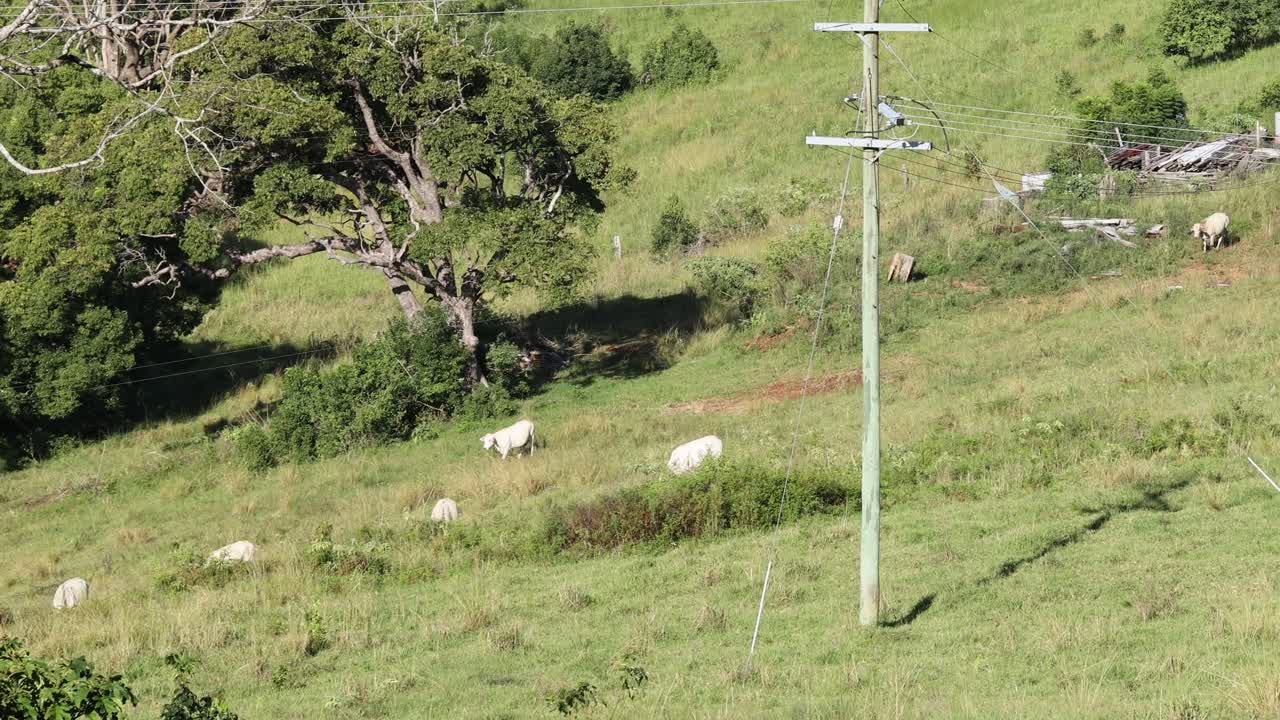 양 들 이 울창 한 초록 들판 에서 이동 하고 먹이 를 먹고 있다