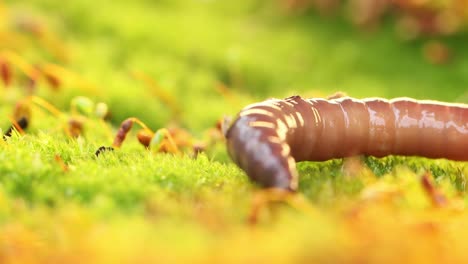 an earthworm is a terrestrial invertebrate that belongs to the class clitellata, order oligochaeta, phylum annelida. they exhibit a tube-within-a-tube body plan.