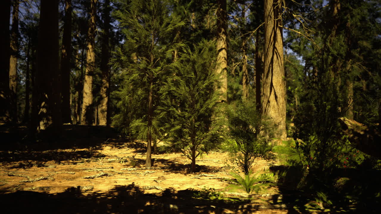 Esplorare una foresta lussureggiante con alberi alti e vegetazione rigogliosa durante il giorno