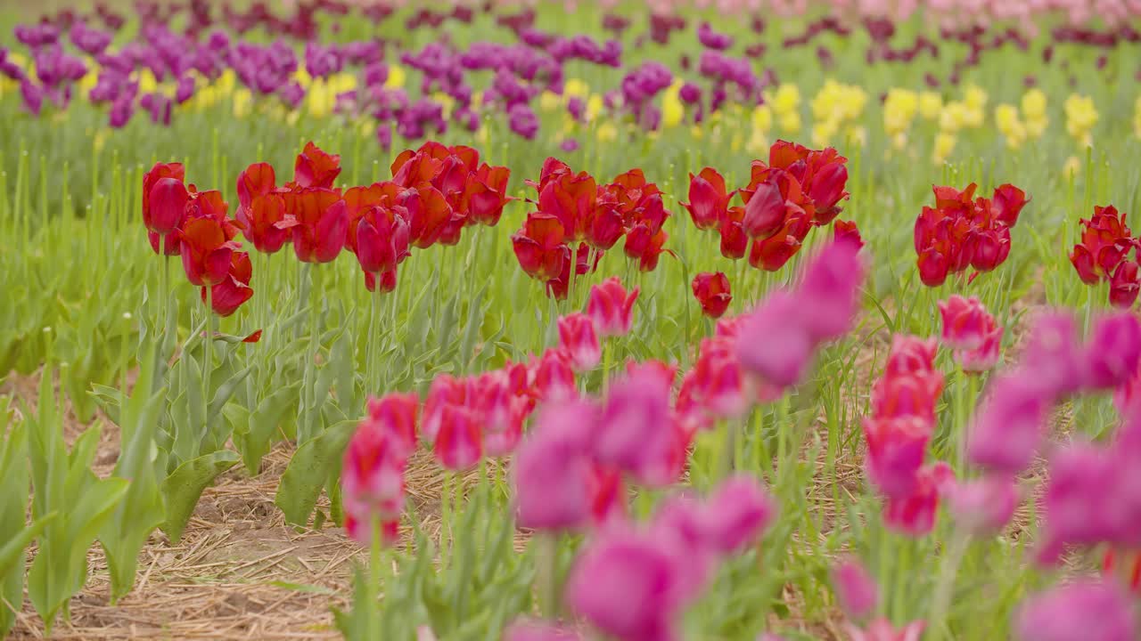 hermosos tulipanes rojos que florecen en el campo 18