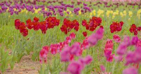 hermosos tulipanes rojos que florecen en el campo 18