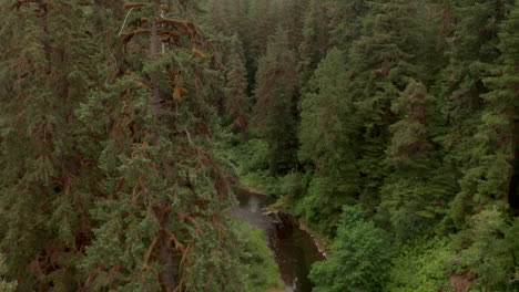 pan up aerial shot from forest river revealing dense forest